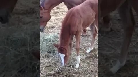 Tara as a Baby Horse #horse #horses #babyhorse