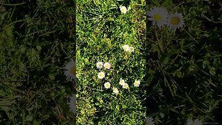 Flower in Hill #shorts