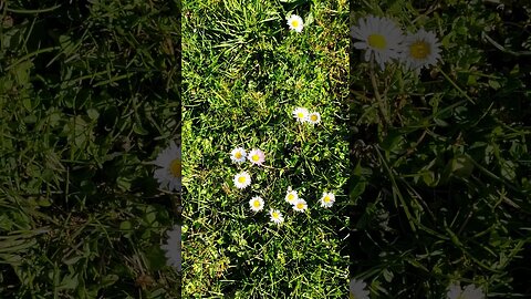 Flower in Hill #shorts