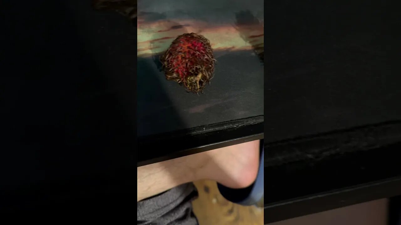 Blind man’s experience with rambutan #Rambutan #Fruit #Shorts #Blind #Trending