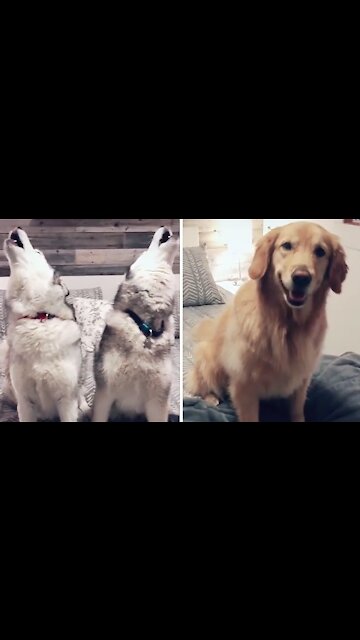 Golden Retriever Totally Shocked By Howling Huskies