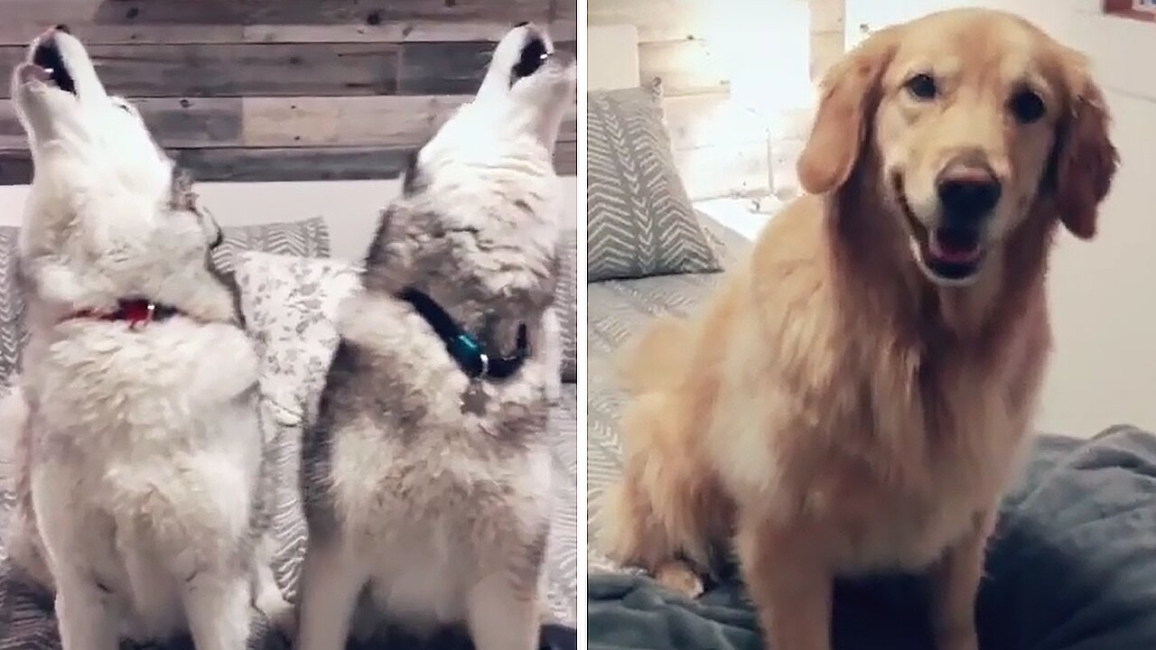Golden Retriever Totally Shocked By Howling Huskies