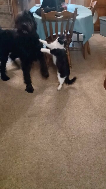 Playful cat makes good attempt to wrestle big dog