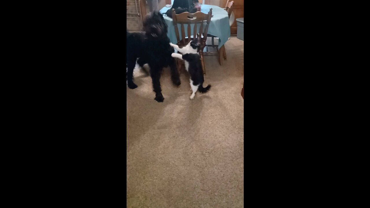 Playful cat makes good attempt to wrestle big dog