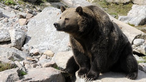 Wyoming Approves First Grizzly Bear Hunt In Over 40 Years