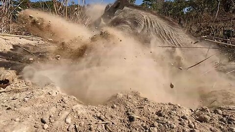 Warthog Caught on GoPro Leaving Burrow