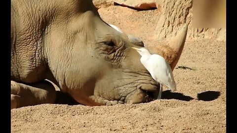 Funny animals in the Valencia bioparc