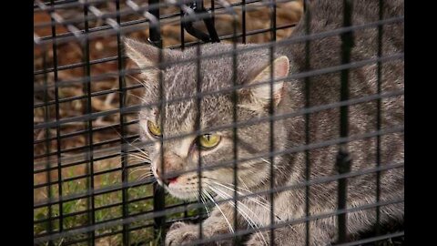 Simple wild cat trap#How to made cat trap#wild cat trap ussing plastic container