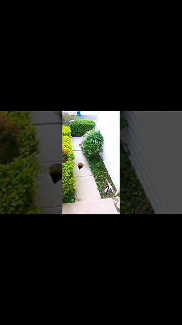 Bumblebee NHRA#shorts