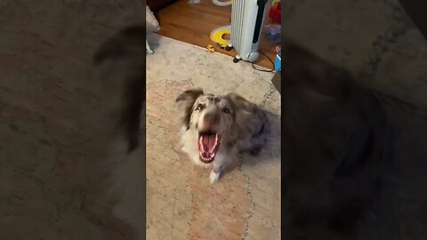 Barking At My Dog, Watch His Reaction!