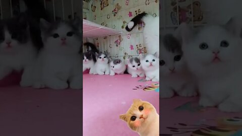Cat funny videos anak kucing lucu viral #short #TsAntiHeroChallenge
