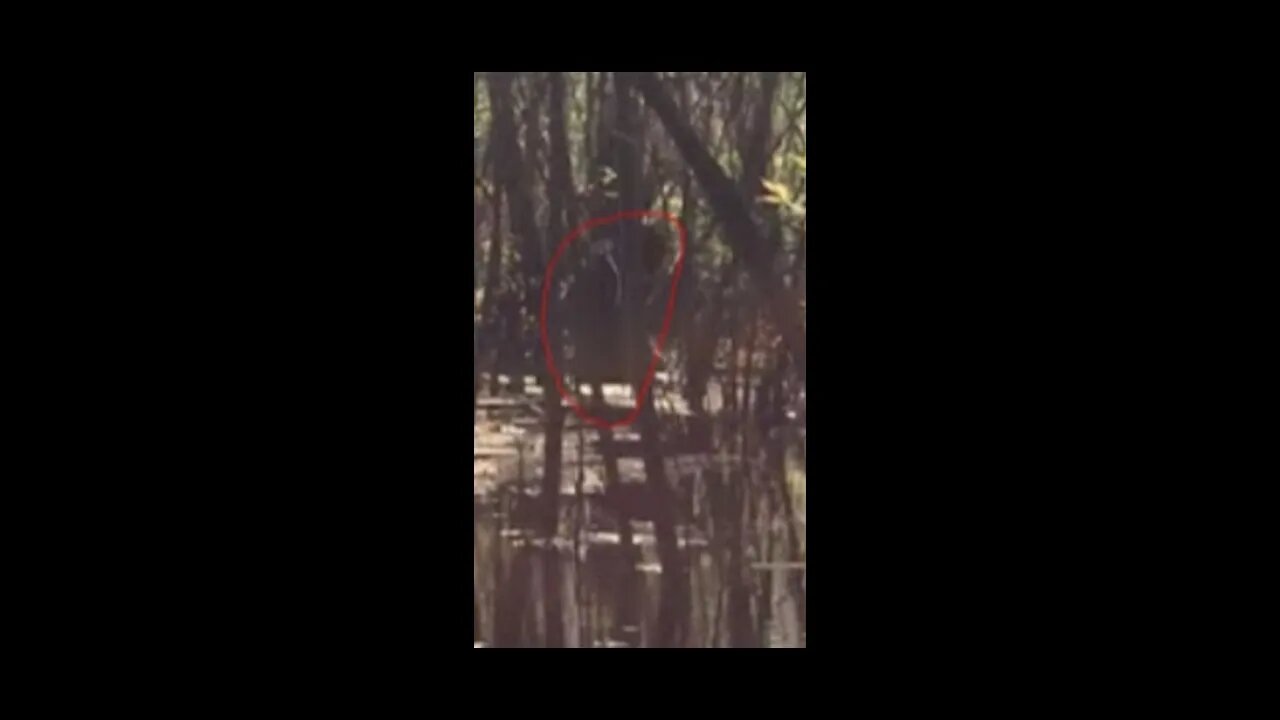 Florida Hunter Walks Up On Agressive Sasquatch Paranormal News