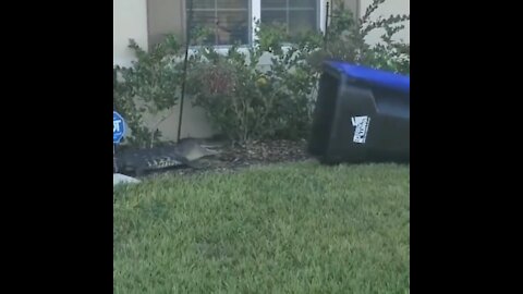 Little Tuesday fun, how to fight a predator 😭