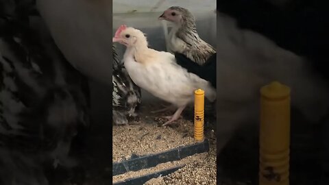 These chicks still like their brooder. We are letting them pace themselves to free range.