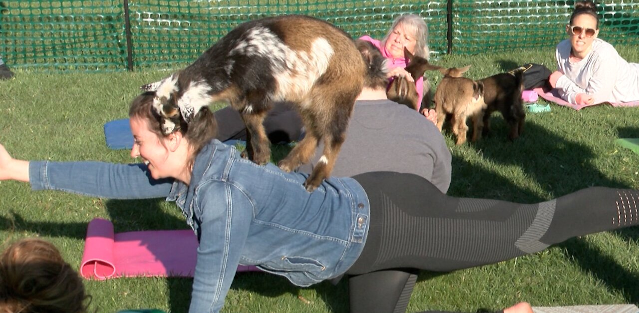 Goat yoga in Cedarburg