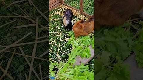 Aquaponics Fodder for "Livestock"