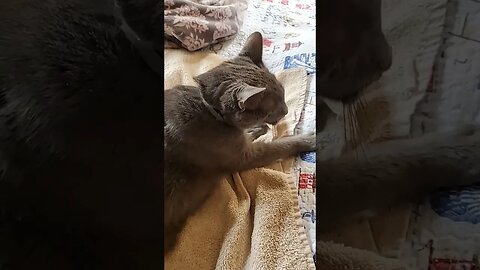 kneading the dough