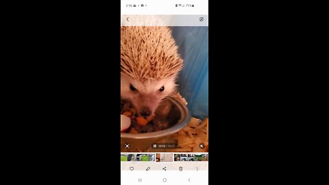 Harley the hedgehog enjoying dinner