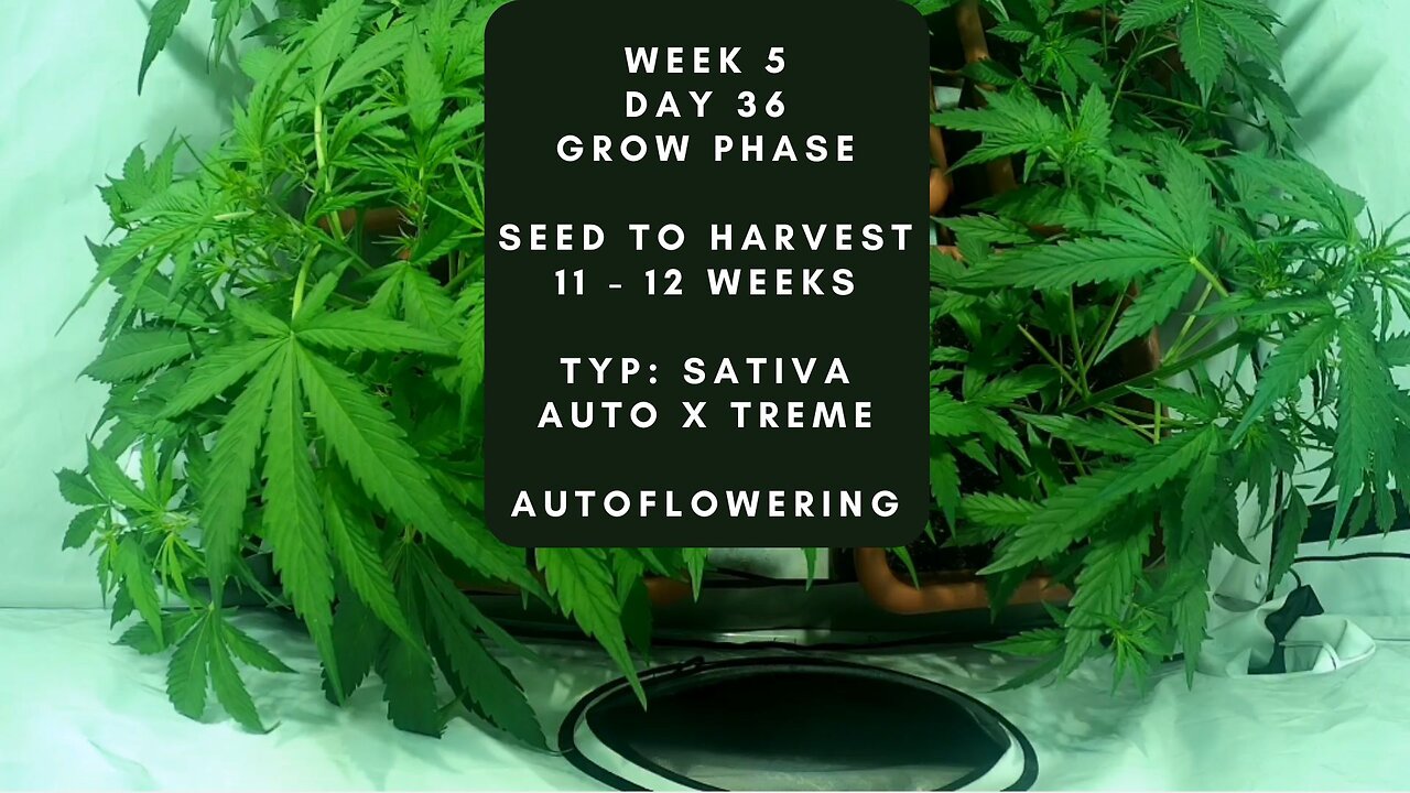 Day 36 Cannabis grow timelapse indoor hemp weed Auto X Treme autoflowering