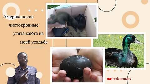 Чистокровная американская каюга на моей усадьбе (польное видео)|#farming #duck #farmer #agriculture