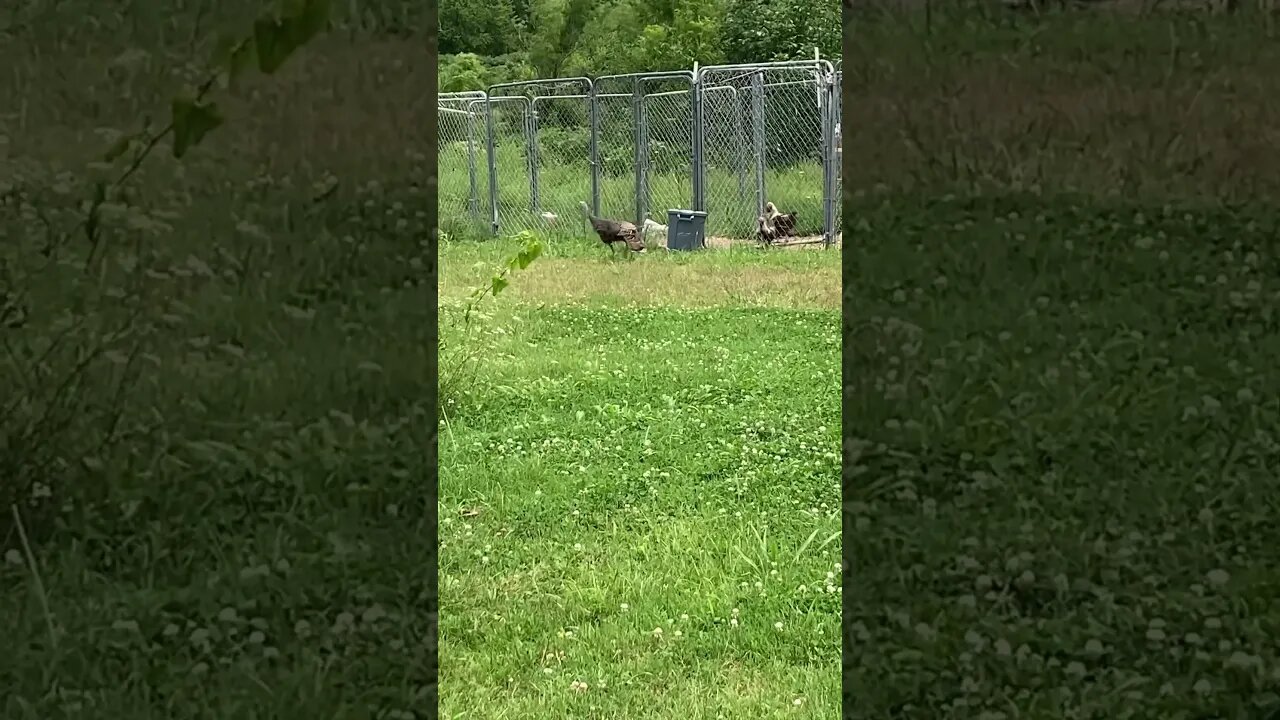 An Unexpected Visitor! #wildturkey #farmlife #wildlife