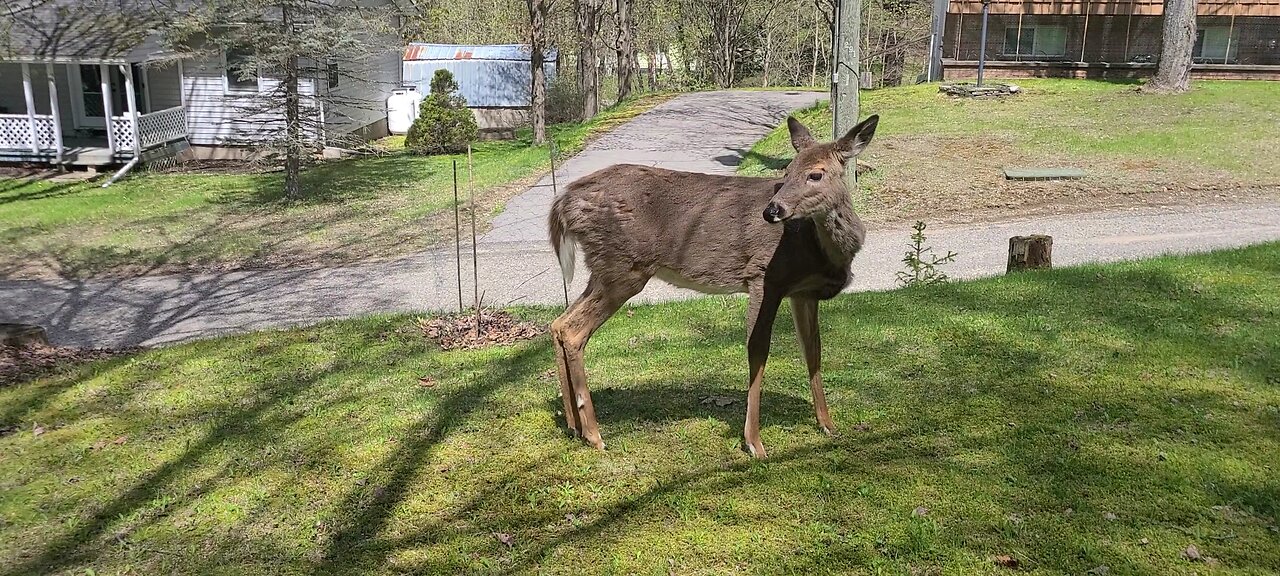 The deer are helping me with yard work