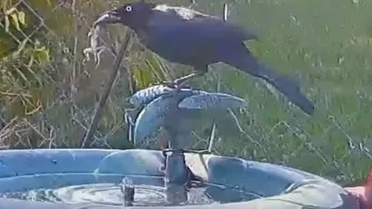 Grackle Having A Lizard