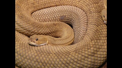 Snake in my house attack