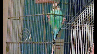 IECV PBV #23 | 👀 Bert Hanging Upside Down And Doing Tricks 🐥6-14-2014