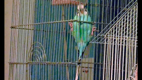 IECV PBV #23 | 👀 Bert Hanging Upside Down And Doing Tricks 🐥6-14-2014