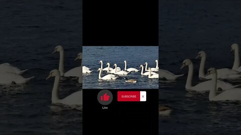 close up of beautiful swans in pond 🦢 USA #shorts #swans #12