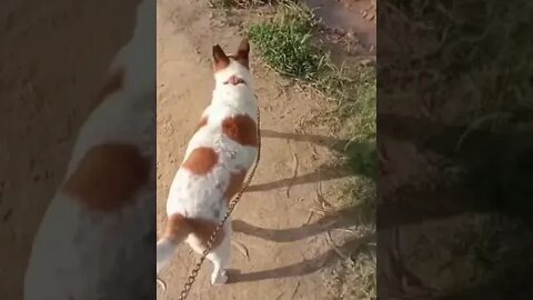 cute puppies cute | puppy videos | cute puppies shorts 26 | short vlogs 🐕#shorts #viral #shortvlog