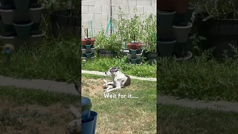 Puppy 🐶 fell over🤣🤣🤣#dog #puppylove #gardening
