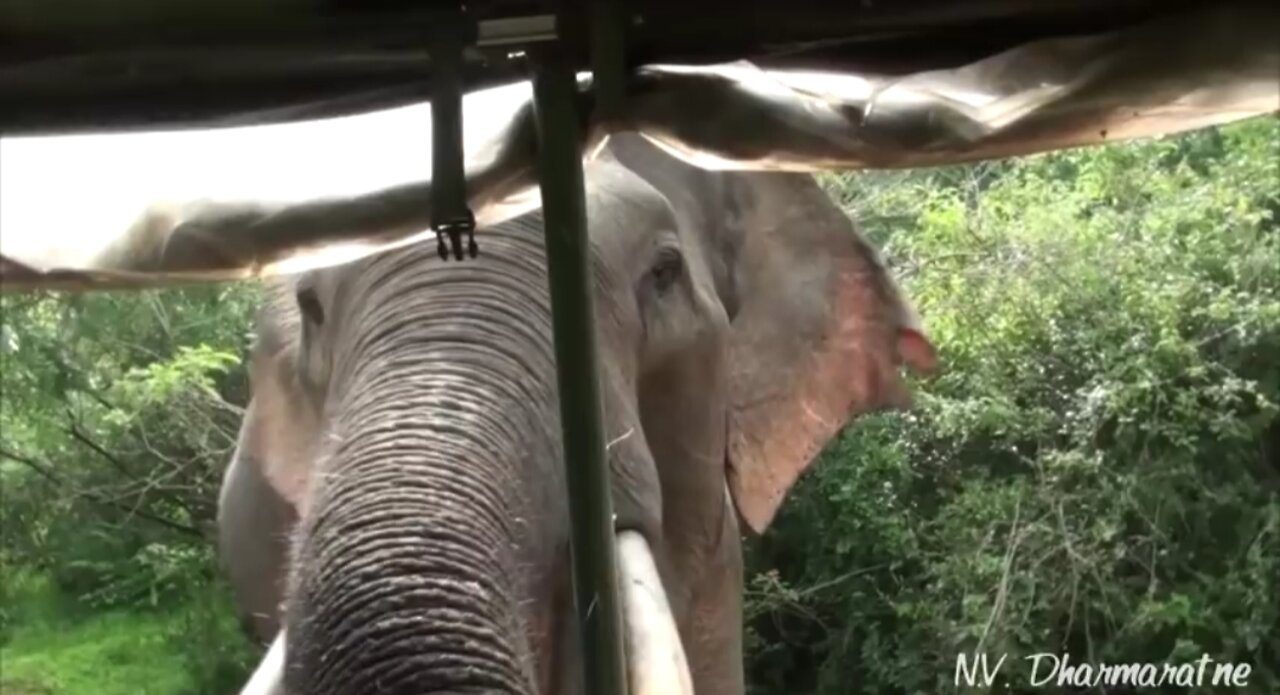 Elephant looting a safary jeep at Yala National Park in Sri Lanka