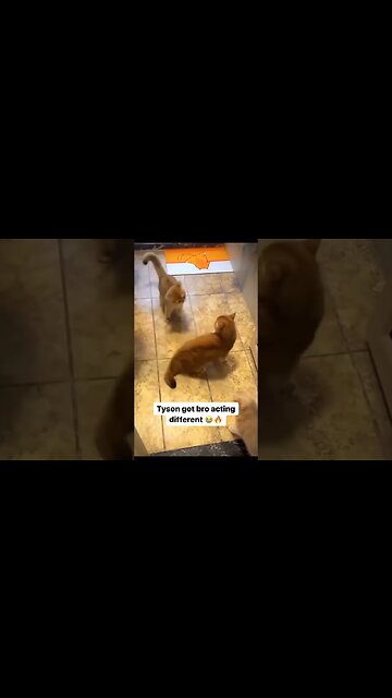 Cat uses Mike Tyson technique to fight