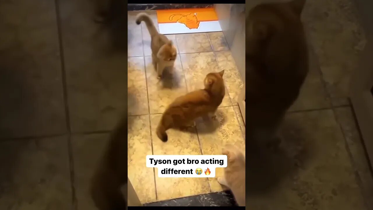 Cat uses Mike Tyson technique to fight