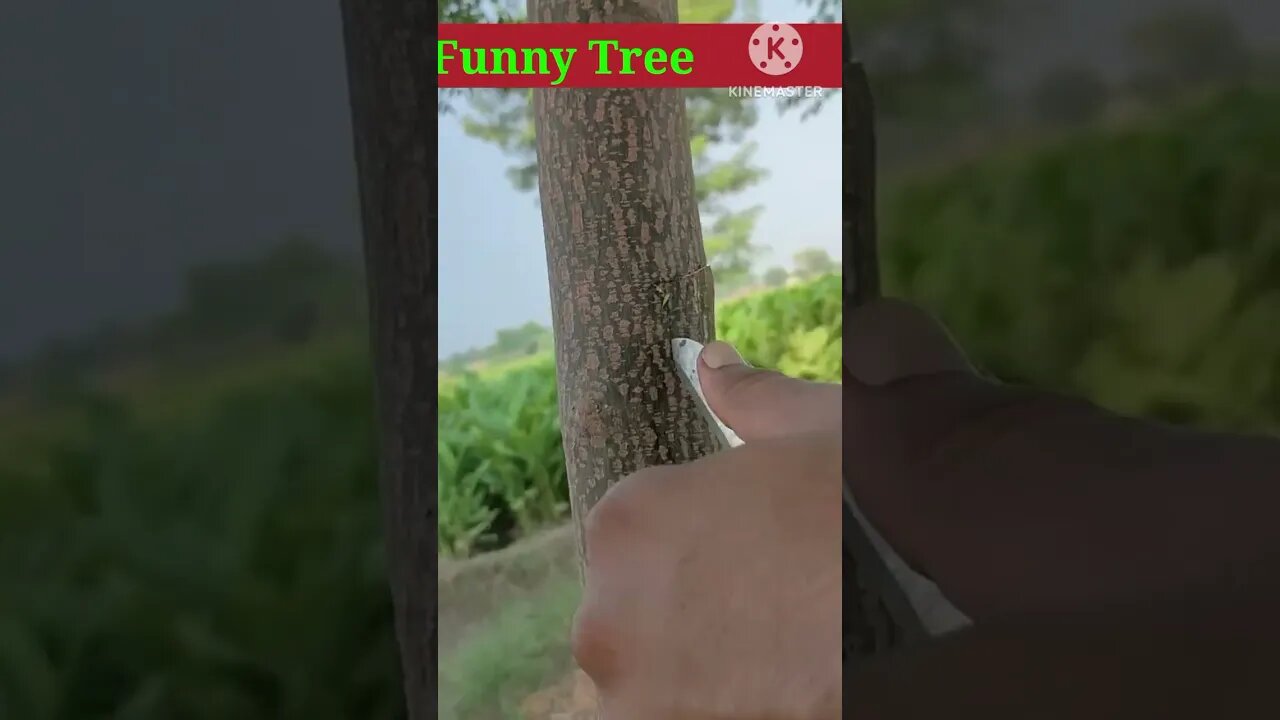 funny tree 💸💸💸 #shorts #video #photoediting