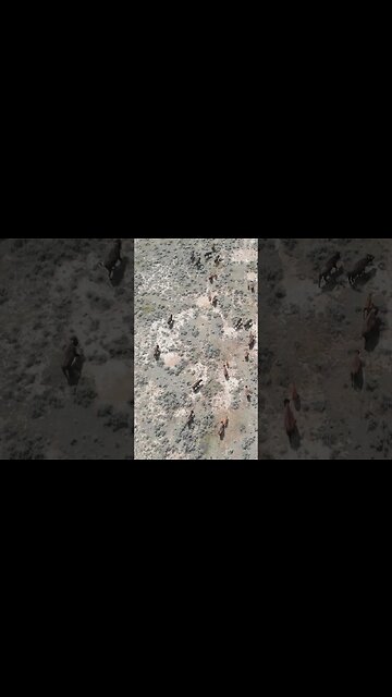 Buffalo Back on the Montana Plains!