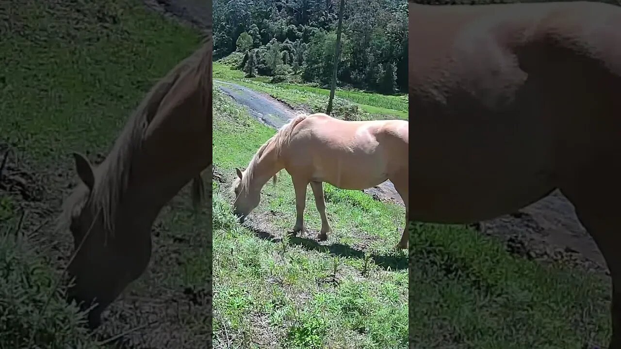 The secret lives of horses