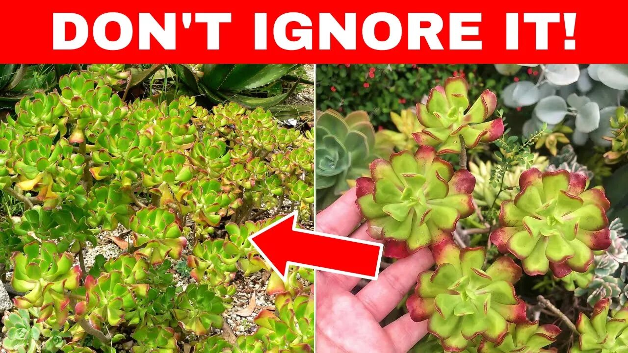 If You See This Plant, Don't Ignore It! It Has Amazing Health Benefits! (Tree Stonecrop Benefits)