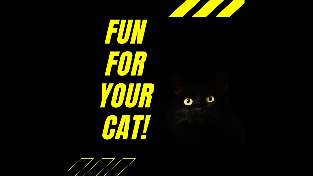 fun for your cat