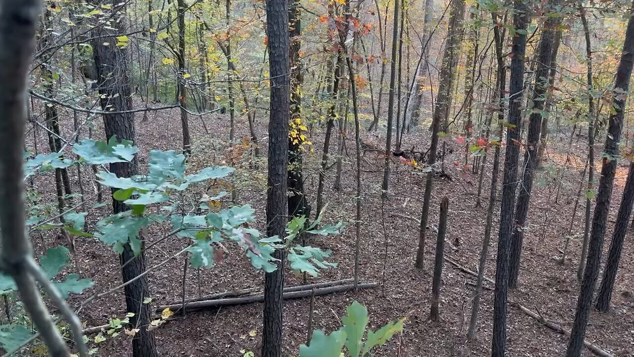 Suburban buck at Louisiana tech university