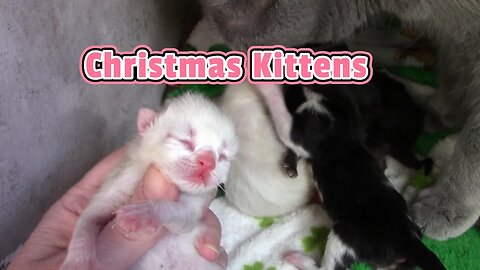 Mama Cat Had Christmas Kittens! 😻