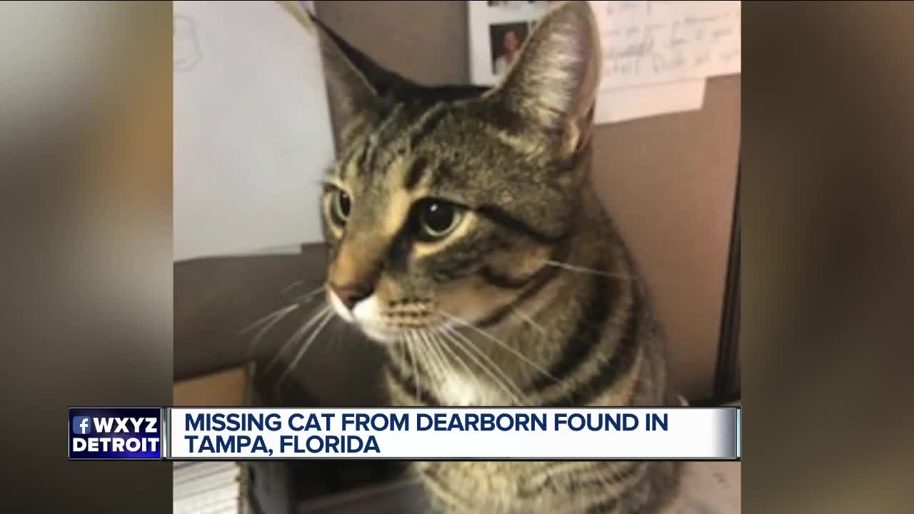 Missing Michigan cat somehow turns up in Tampa, Florida