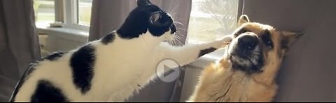 Funny Dogs And Cats Videos 2024.