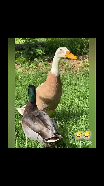Cute ducks