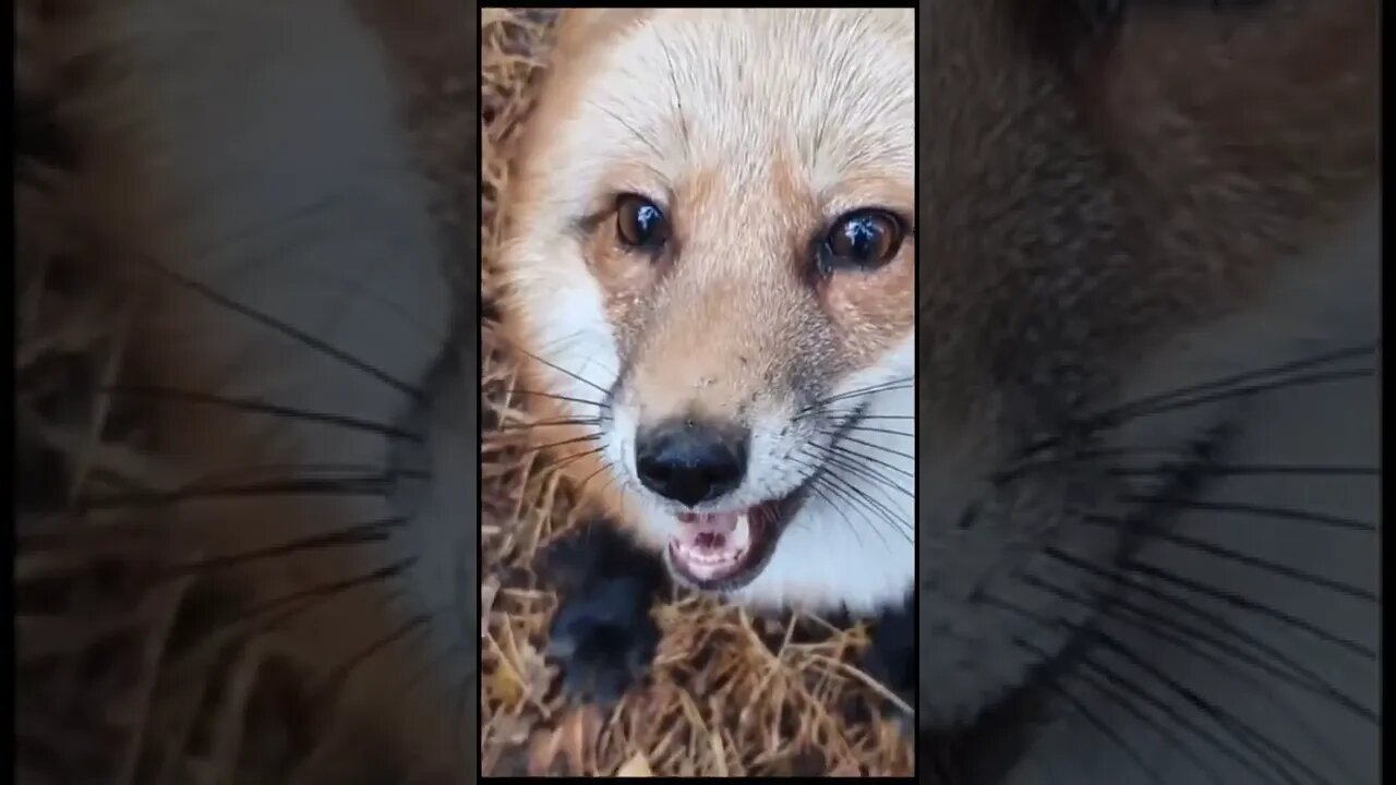 #shorts Смешные животные из Тик Ток 174 Funny animals from Tik Tok