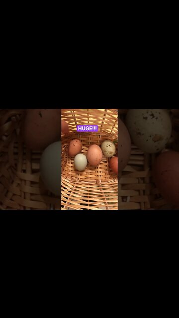 Jersey Giant hens produce eggs 2x as big!!! 😀