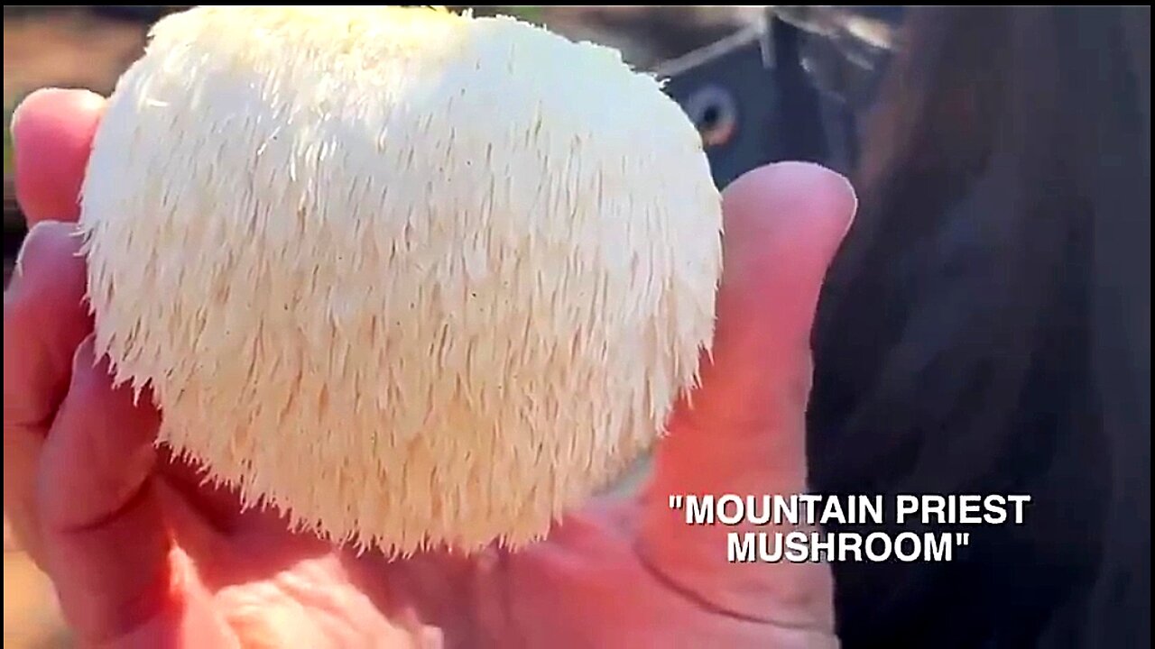 UNLOCKING THE SECRETS OF LION'S MANE MUSHROOMS! THE SCIENCE EXPLAINED 🍄