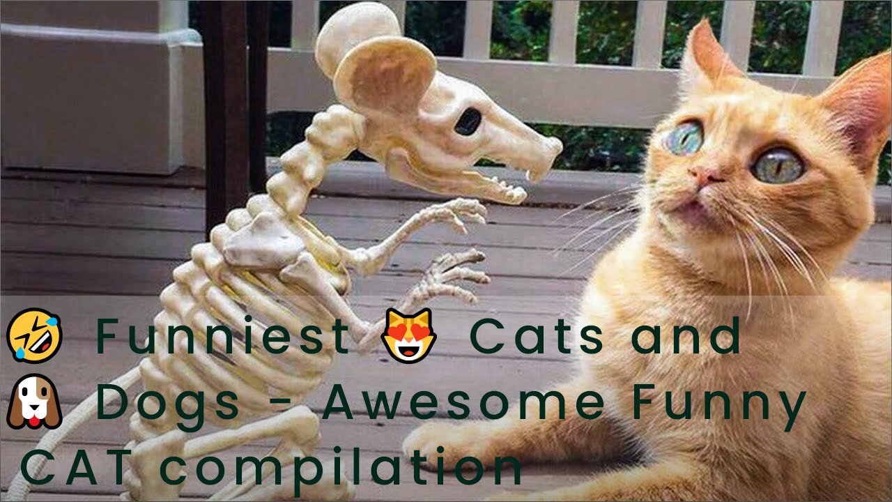 Omg!! 🤣 Funniest 😻 Cats and 🐶 Dogs - Awesome Funny CAT compilation